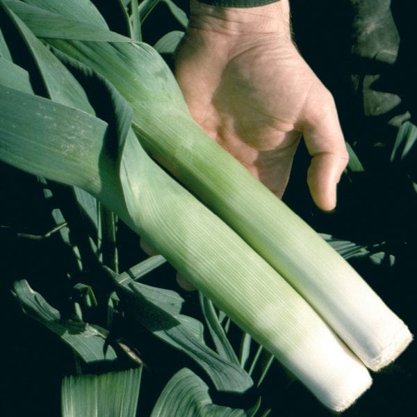 dt-brown VEGETABLE SEEDS Leek Oarsman F1 AGM Seeds