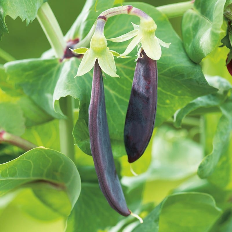 dt-brown VEGETABLE SEEDS Pea Shiraz Seeds