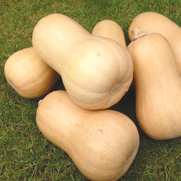 dt-brown VEGETABLE SEEDS Squash Butternut Walnut F1 Seeds