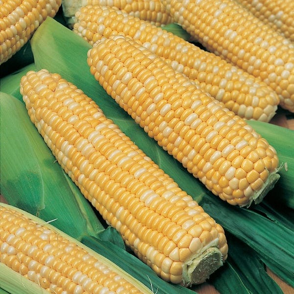 dt-brown VEGETABLE SEEDS Sweetcorn Ambrosia Seeds