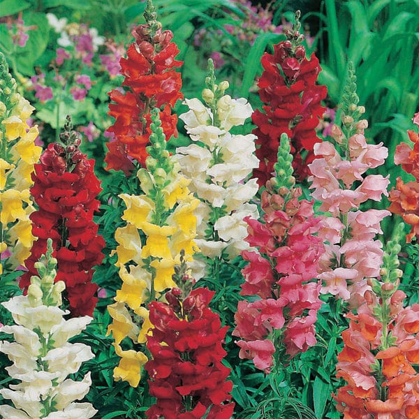 dt-brown FLOWER SEEDS Antirrhinum Rust Resistant Mixed Seeds