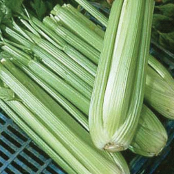 dt-brown VEGETABLE SEEDS Celery Octavius F1 AGM Seeds