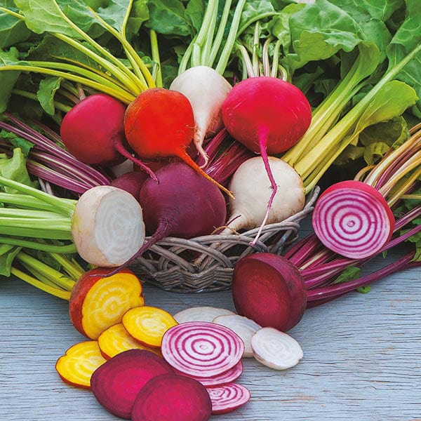 dt-brown VEGETABLE SEEDS Beetroot Multi-coloured Mixed Veg Seeds