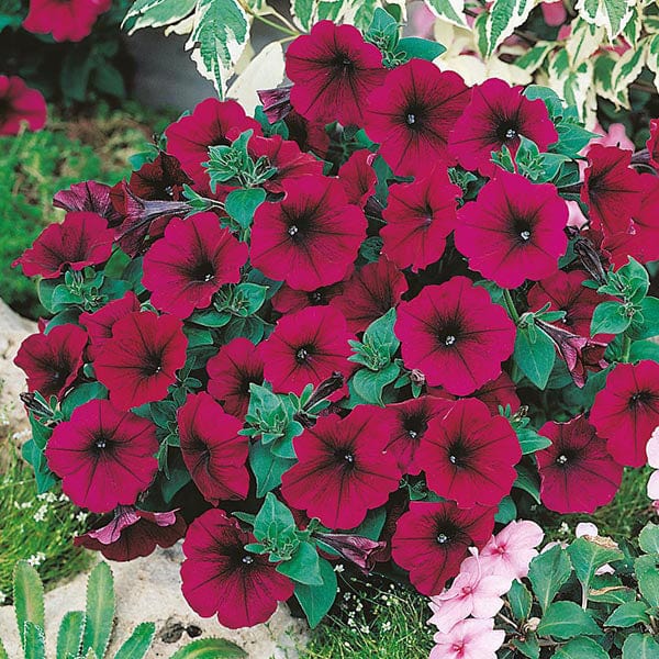 dt-brown FLOWER SEEDS Petunia Mirage Velvet F1 Flower Seeds