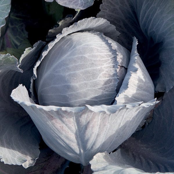 dt-brown VEGETABLE SEEDS Cabbage Lodero F1 Seeds