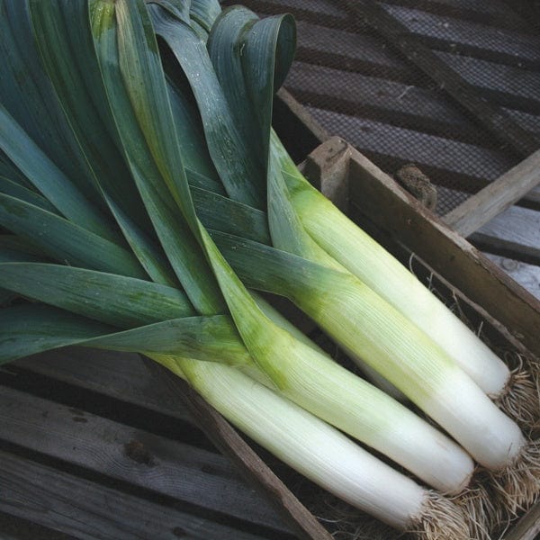 dt-brown VEGETABLE SEEDS Leek Below Zero F1 Seeds