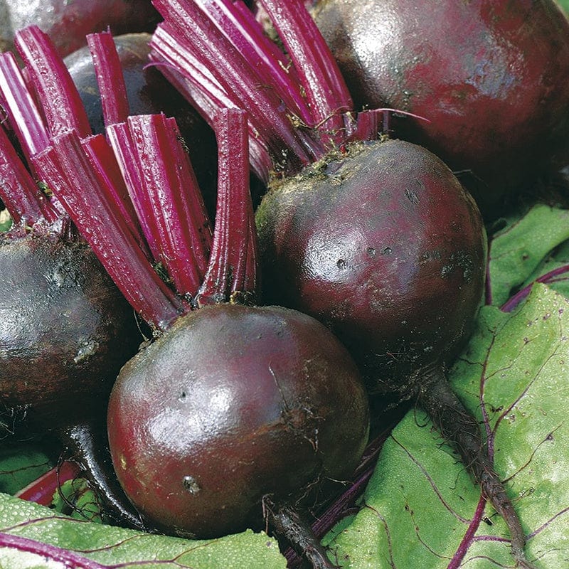 dt-brown VEGETABLE SEEDS Beetroot Moneta Seeds