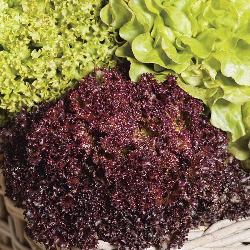 dt-brown VEGETABLE SEEDS Lettuce Headed Mixed Seeds