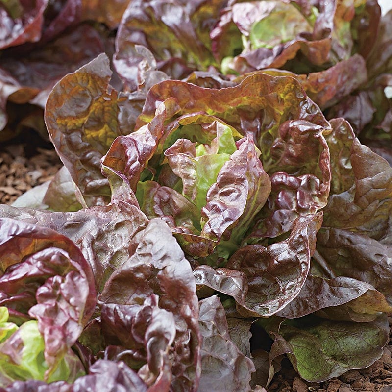 dt-brown VEGETABLE SEEDS Lettuce Marvel of Four Seasons Seeds