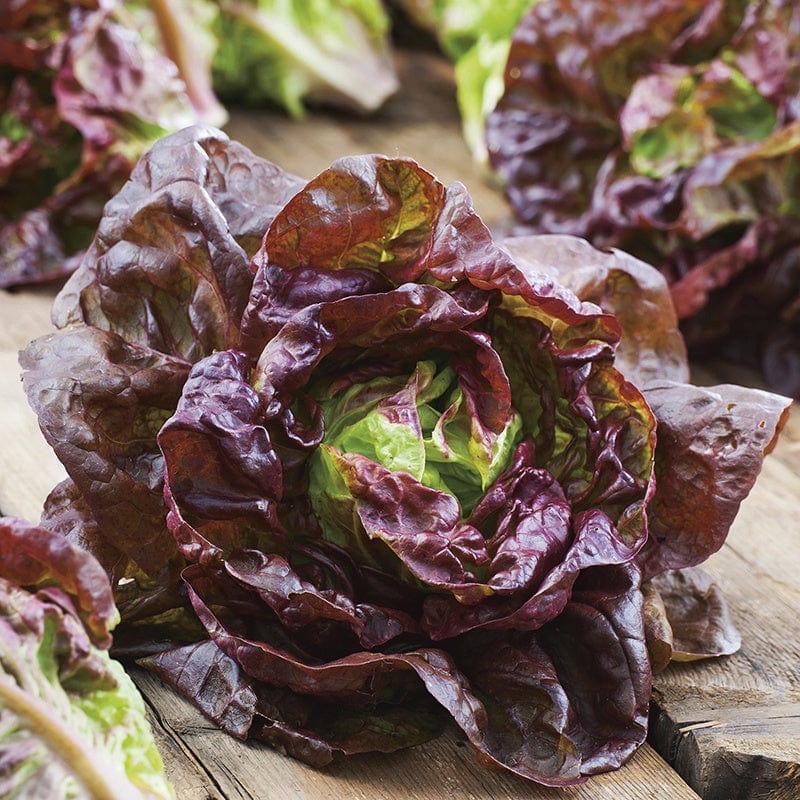 dt-brown VEGETABLE SEEDS Lettuce Marvel of Four Seasons Seeds