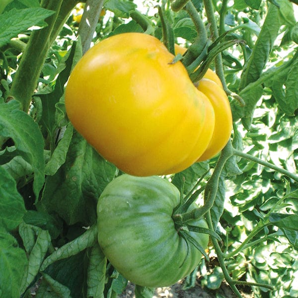 dt-brown VEGETABLE SEEDS Tomato (Beefstake) Gazzy Veg Seeds