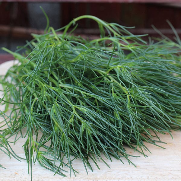 dt-brown VEGETABLE SEEDS Agretti (Saltwort) Seeds