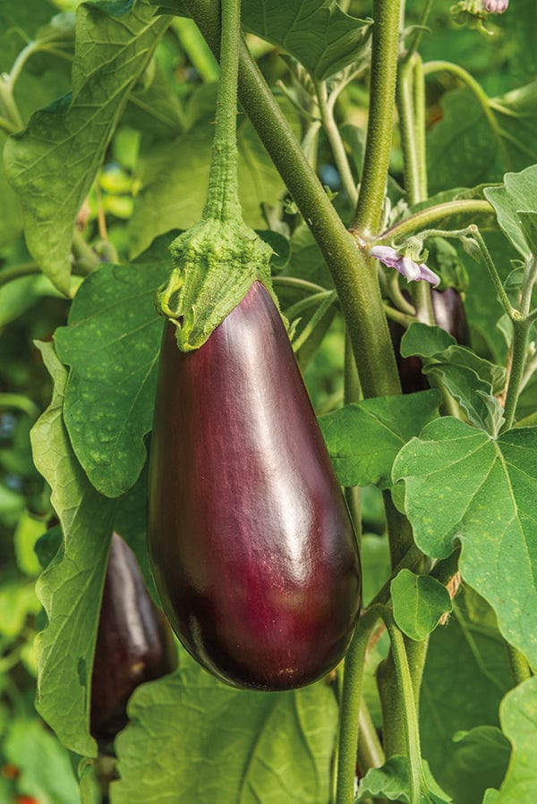 dt-brown VEGETABLE SEEDS Aubergine Black Beauty Seeds