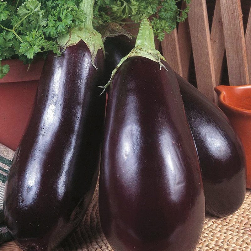 dt-brown VEGETABLE SEEDS Organic Aubergine Black Beauty Seeds