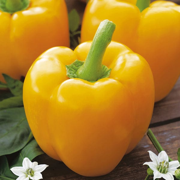 dt-brown VEGETABLE SEEDS Pepper (Sweet) Yellow Bell Seeds