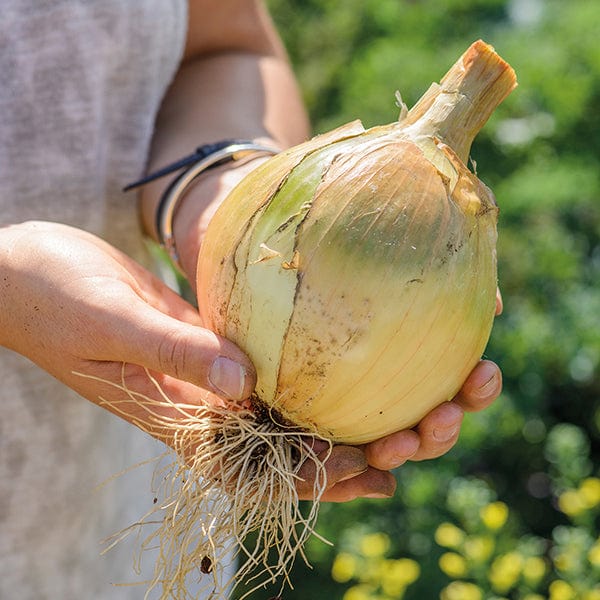 dt-brown VEGETABLE PLANTS Onion Exhibition Plants