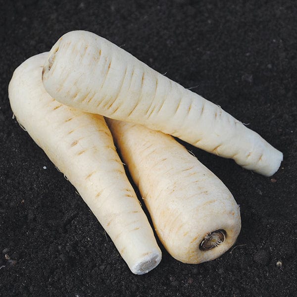 dt-brown VEGETABLE SEEDS Parsnip Vulcan F1 Seeds