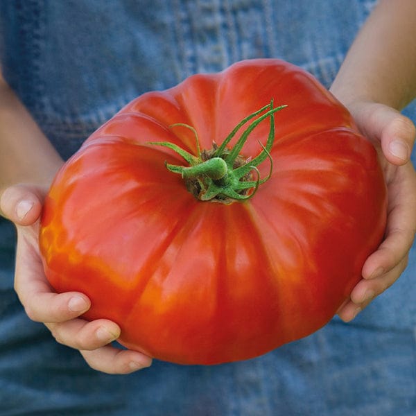 dt-brown VEGETABLE SEEDS Tomato Gigantomo F1 Veg Seeds