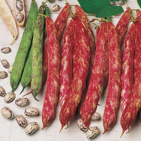 dt-brown VEGETABLE PLANTS Climbing French Bean Borlotto Veg Plants (Late Despatch)