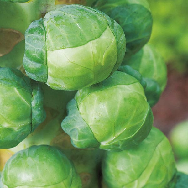 dt-brown VEGETABLE SEEDS Brussels Sprout Attwood F1 Veg Seeds