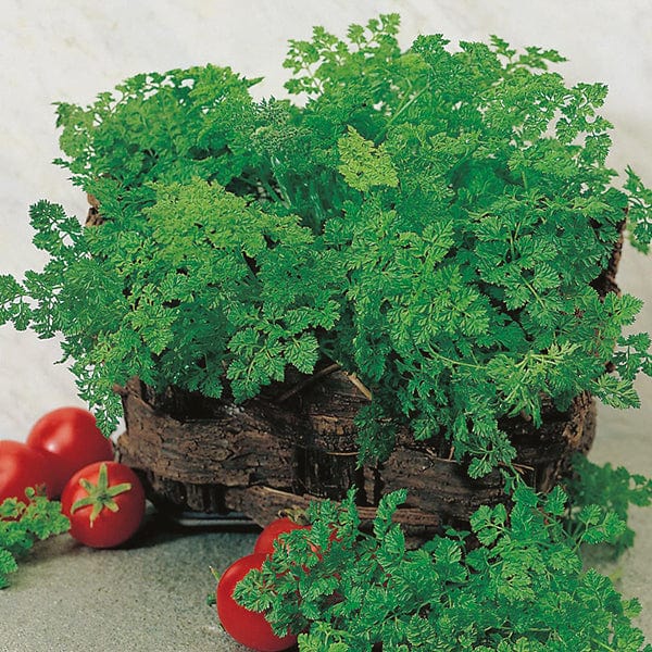 dt-brown VEGETABLE SEEDS Chervil Herb Seeds