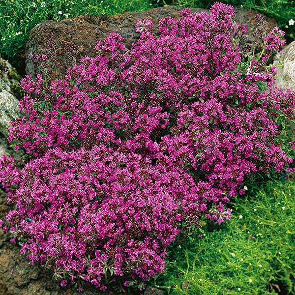 dt-brown VEGETABLE SEEDS Thyme Creeping Red Herb Seeds