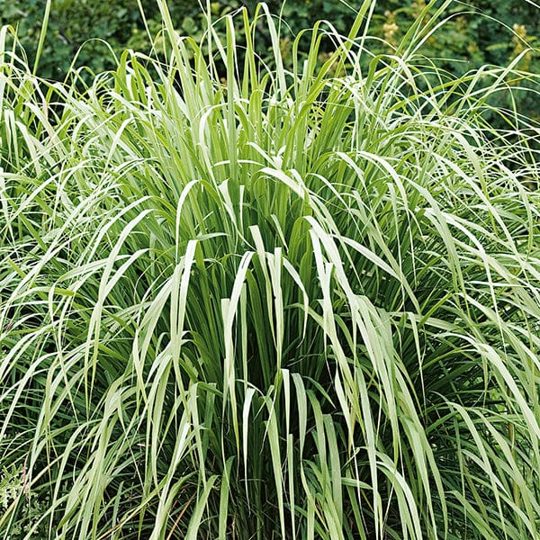 dt-brown VEGETABLE SEEDS Lemon Grass Herb Seeds