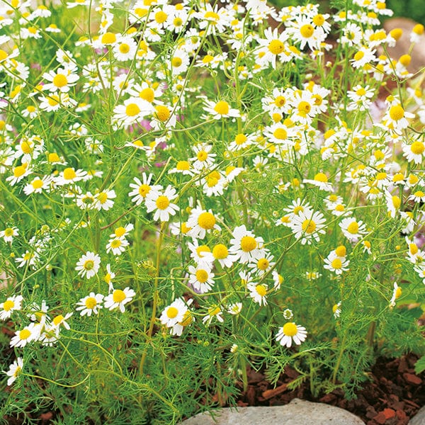 dt-brown VEGETABLE SEEDS Chamomile Herb Seeds