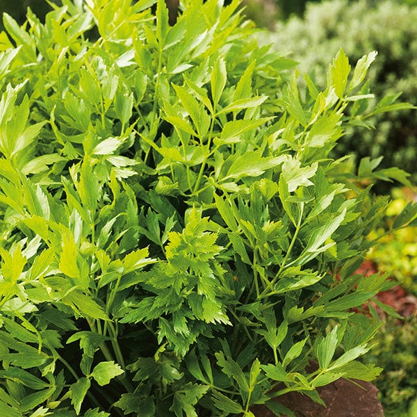 dt-brown VEGETABLE SEEDS Lovage Herb Seeds