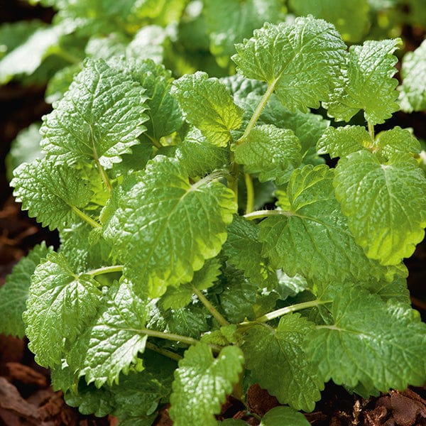 dt-brown VEGETABLE SEEDS Lemon Balm Herb Seeds