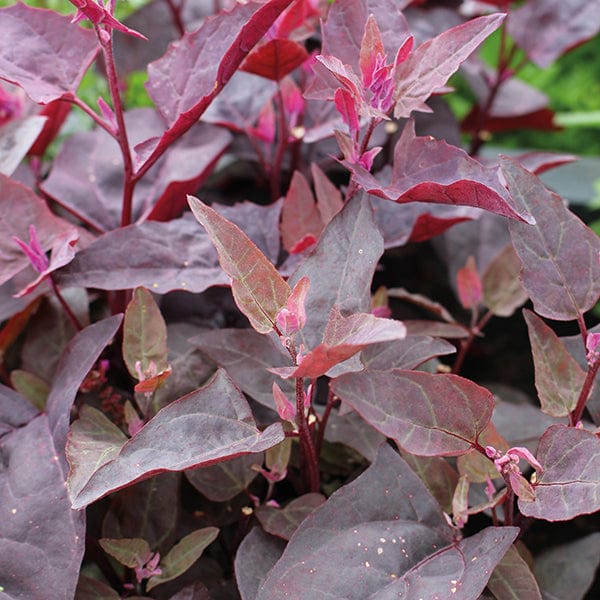 dt-brown VEGETABLE SEEDS Red Orach Herb Seeds