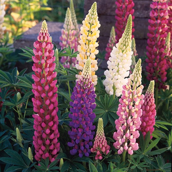 dt-brown FLOWER SEEDS Lupin Festival Mixed Flower Seeds