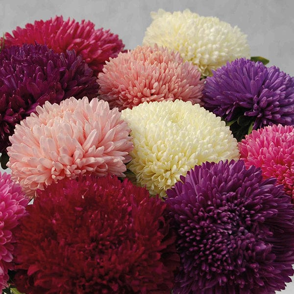 dt-brown FLOWER SEEDS Aster Balloon Mixed Flower Seeds