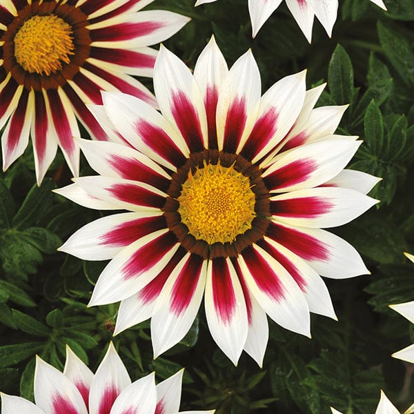 dt-brown FLOWER SEEDS Gazania New Day Rose Stripe F1 Flower Seeds