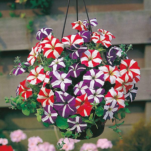 dt-brown FLOWER SEEDS Petunia Stars & Stripes Mixed F1 Flower Seeds