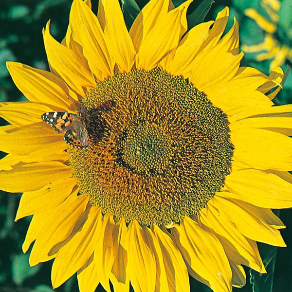 dt-brown FLOWER SEEDS Sunflower Titan Flower Seeds