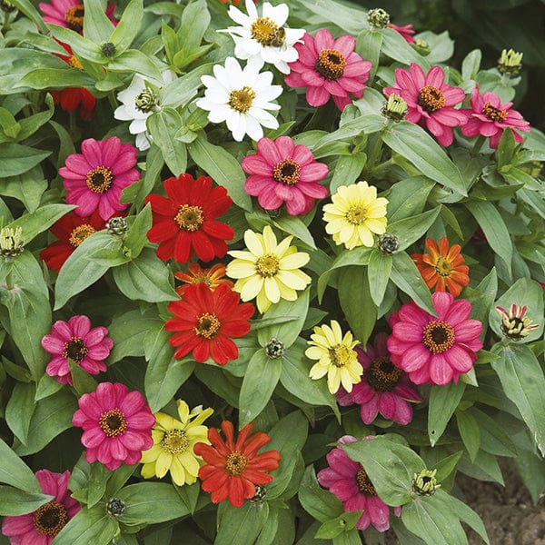 dt-brown FLOWER SEEDS Zinnia Zahara Mixed Flower Seeds