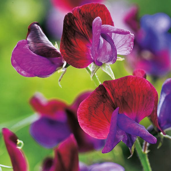 dt-brown FLOWER SEEDS Sweet Pea Cupani Flower Seeds