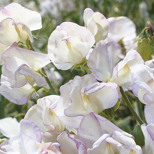 dt-brown FLOWER SEEDS Sweet Pea Hi Scent Flower Seeds