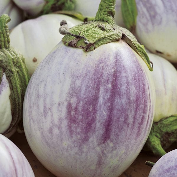 dt-brown VEGETABLE PLANTS Aubergine Rosa Bianca