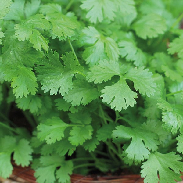 dt-brown VEGETABLE SEEDS Coriander Cilantro Herb Seeds