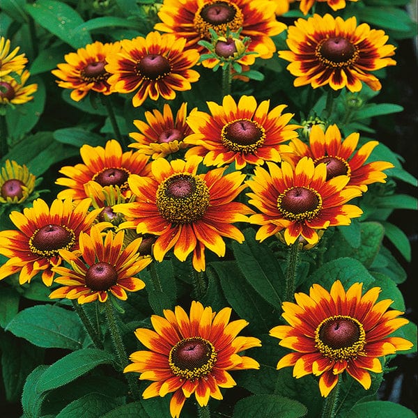 dt-brown FLOWER SEEDS Rudbeckia Toto Rustic Flower Seeds