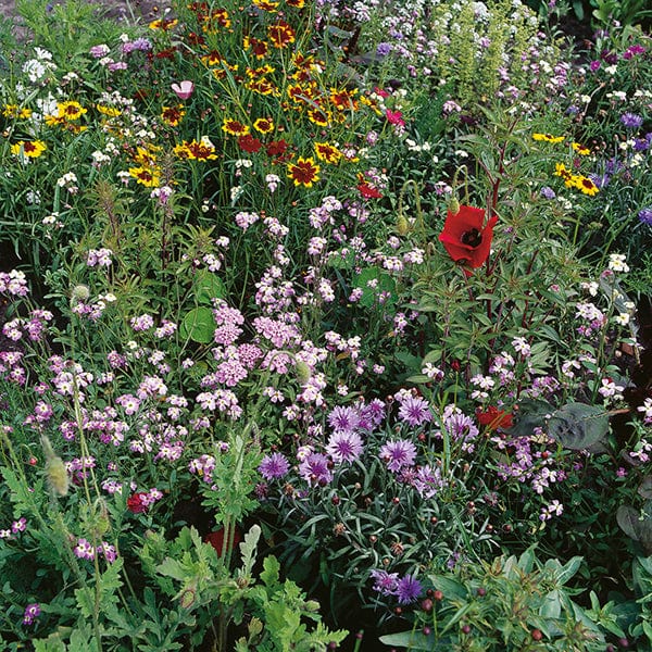Wildlife Cultivated Native Flower Seeds From D.T. Brown