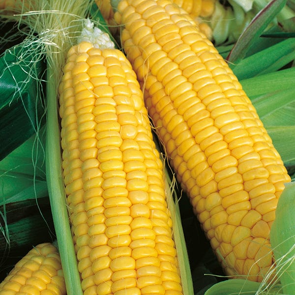 dt-brown VEGETABLE SEEDS Sweetcorn Bountiful F1 Veg Seeds