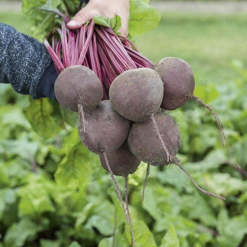 dt-brown VEGETABLE SEEDS Beetroot Subeto F1 Seeds