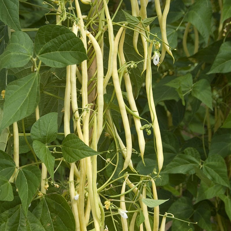 dt-brown VEGETABLE PLANTS 10 Plants (LATE) Climbing French Bean Monte Gusto AGM Plants