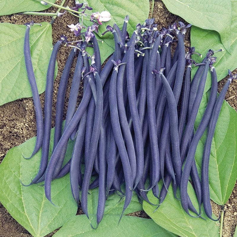 dt-brown VEGETABLE SEEDS Dwarf French Bean Velour