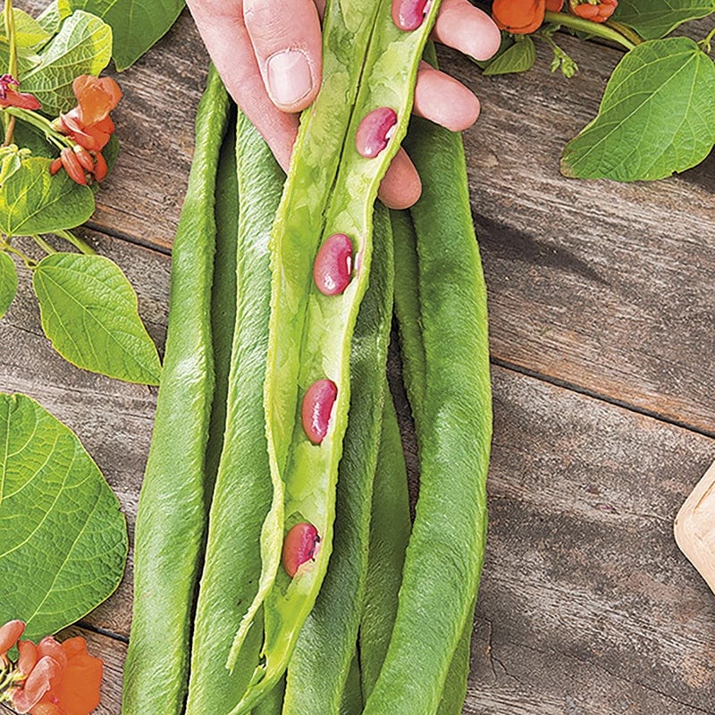 dt-brown VEGETABLE SEEDS Runner Bean Guinness Record