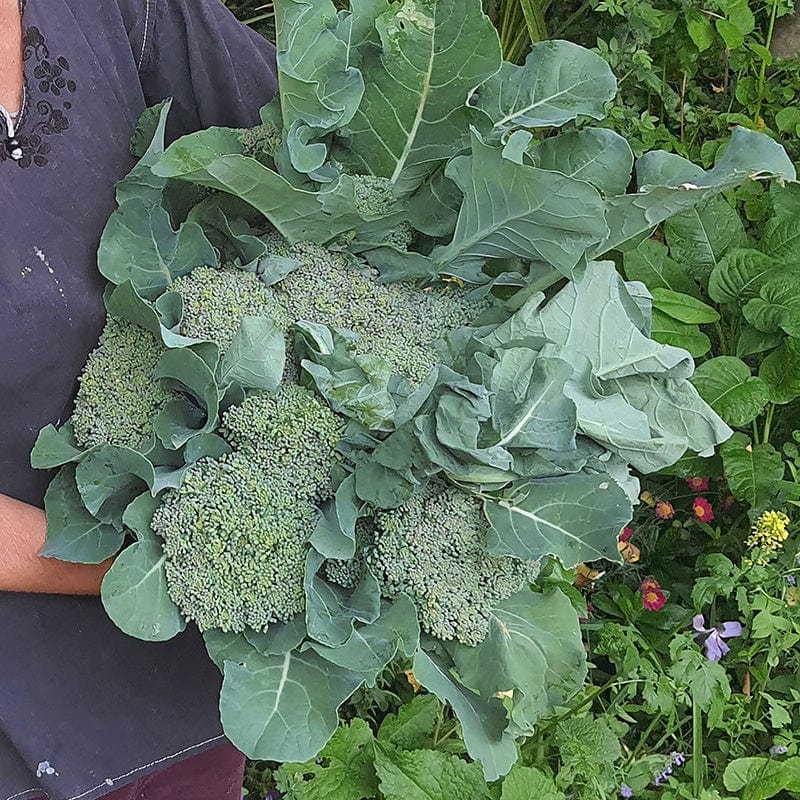 dt-brown VEGETABLE SEEDS Broccoli (Calabrese) Matsuri F1