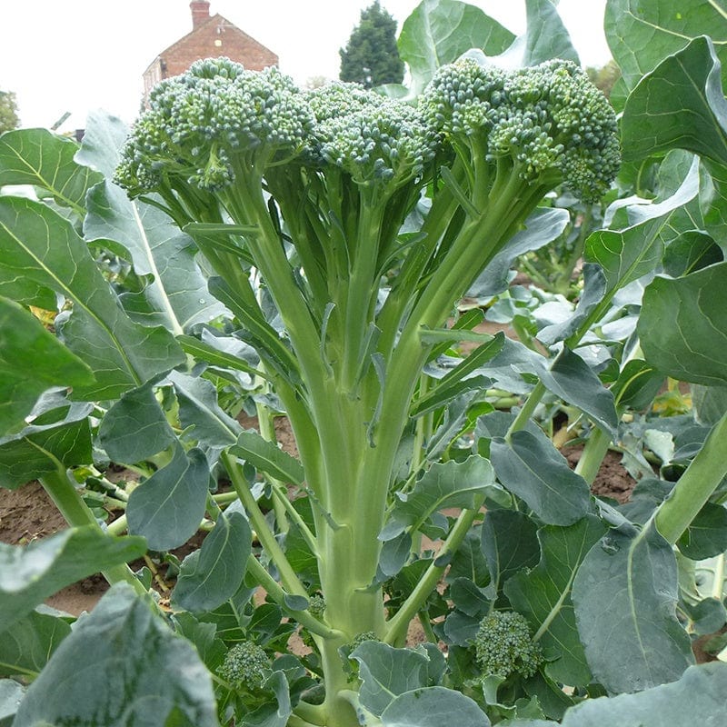 dt-brown VEGETABLE SEEDS Broccoli Stemia F1